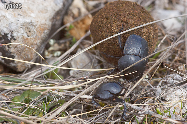 Scarabaeus variolosus